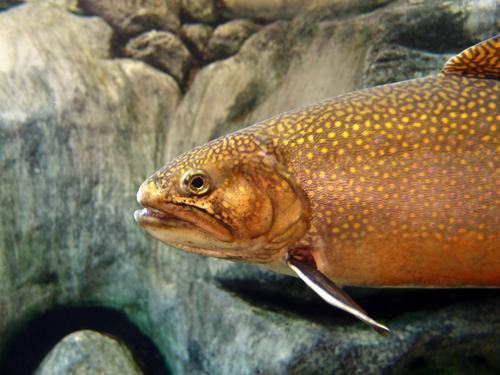 live trout on display inside a fish tank in the LL Bean store at Freeport in Maine