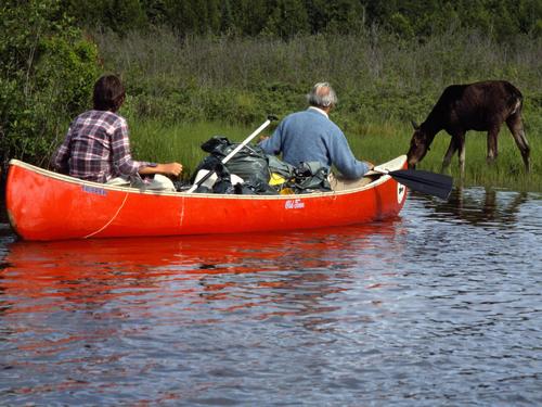 a canoe pair floats right up to a young calf moose at river's edge on the Allagash Wilderness Waterway in northern Maine
