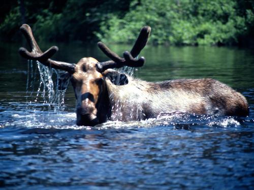 close-up encounter with a bull moose on the Allagash Wilderness Waterway in northern Maine