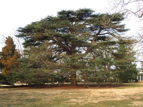 Cedar-of-Lebanon (Cedrus libani) at Hampton National Historic Site near Baltimore, Maryland