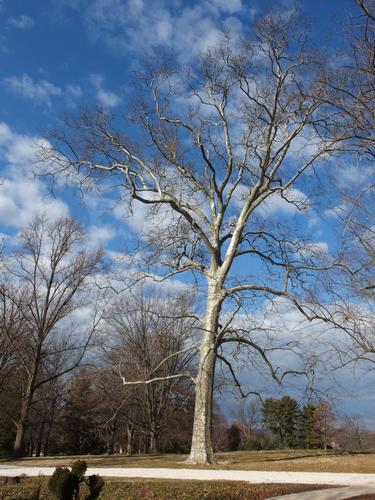 Plane Tree at Hampton National Historic Site near Baltimore, Maryland