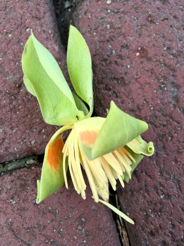 Tulip Tree flower on the sidewalk at Bethlehem, Pennsylvania