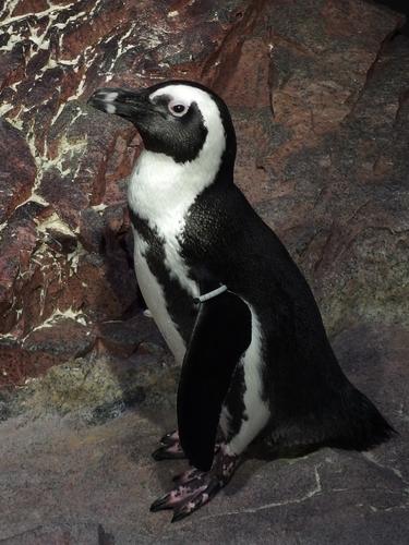 penguin at the New England Aquarium in Boston