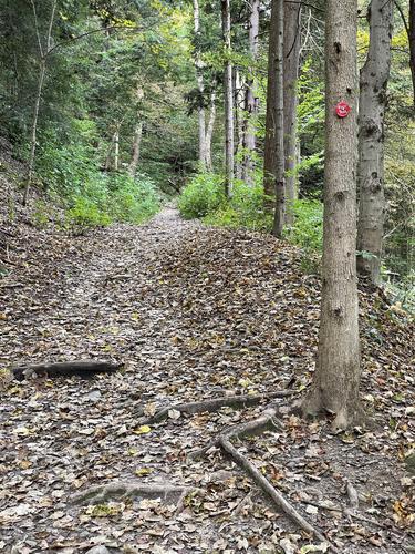trail in September at Zoar Valley near Buffalo, NY