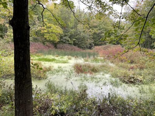 marsh in September at Reinstein Woods near Buffalo, NY