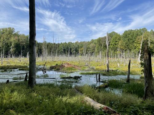 swamp in September at Zoar Valley near Buffalo, NY