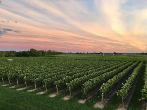 vineyard sunset at Jackson-Triggs Niagara Estate in Niagara-on-the-Lake, Canada, near Buffalo, NY