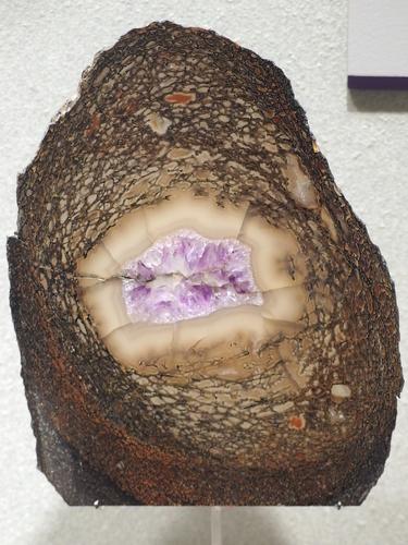 cross-section of a petrified dinosaur bone at the Smithsonian National Museum of Natural History in Washington DC