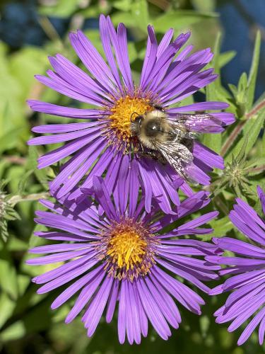 England Aster (Aster novae-angliae) in August at DeWitt Conservation Area in western New York