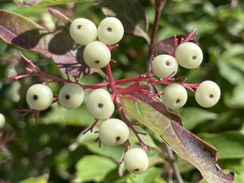 Panicled Dogwood (Cornus racemosa) in August at DeWitt Conservation Area in western New York