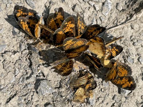 Pearl Crescent butterflies in September at Darien Lakes State Park near Batavia in western NY