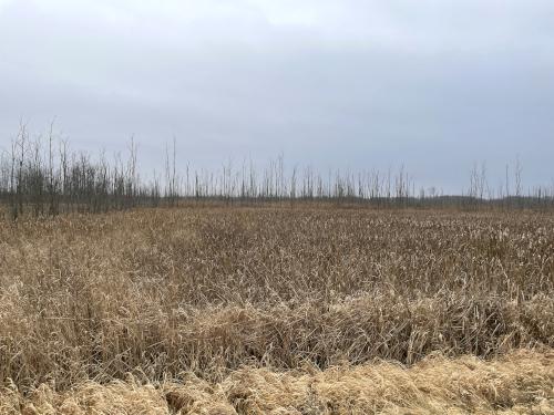 field in December at Oak Orchard WMA near Elmira, New York