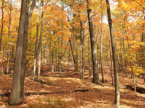 golden forest in October at Tanglewood Nature Center near Elmira, New York