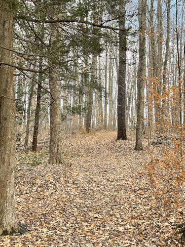 trail in November at Iroquois National Wildlife Refuge in western New York