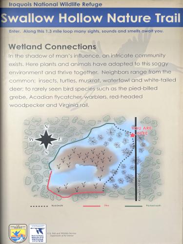 Swallow Hollow Nature Trail map at Iroquois National Wildlife Refuge in western New York