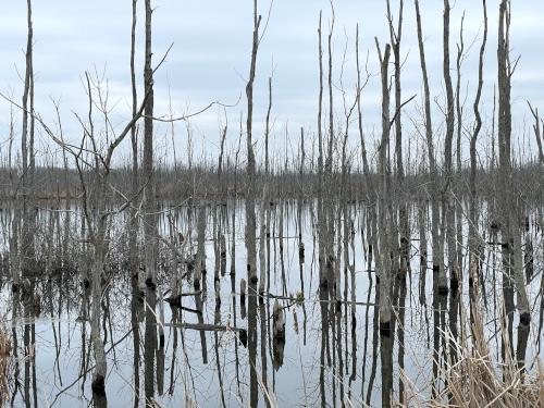 wetland in December at Oak Orchard WMA near Elmira, New York