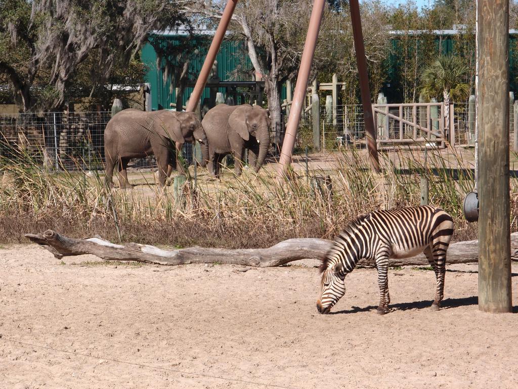 African safari area at Tampa's Lowry Zoo in Florida