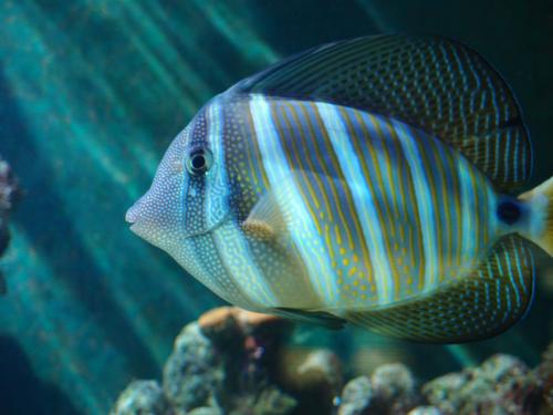 tropical fish inside The Pier Aquarium at St Petersburg in Florida