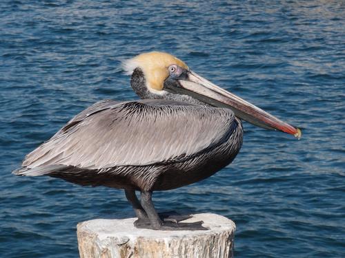 a Brown Pelican on The Pier at St Petersburg in Florida