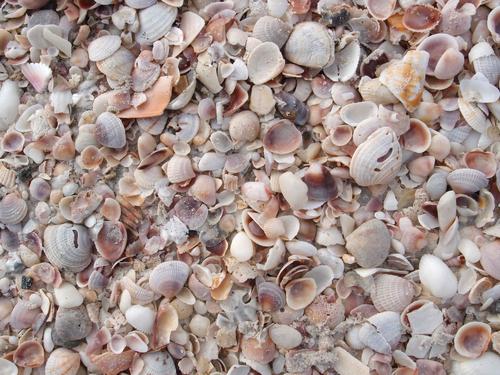 shells underfoot at St Pete beach in Florida