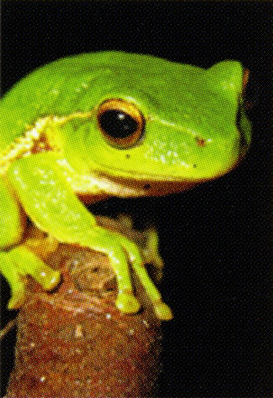 frog photo on an auction brochure
