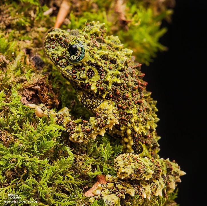 camouflaged frog