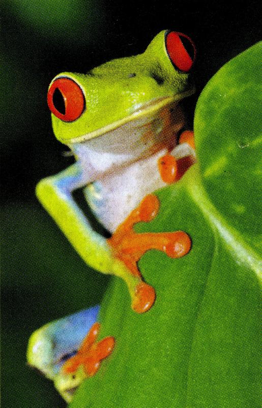 Costa Rica frog