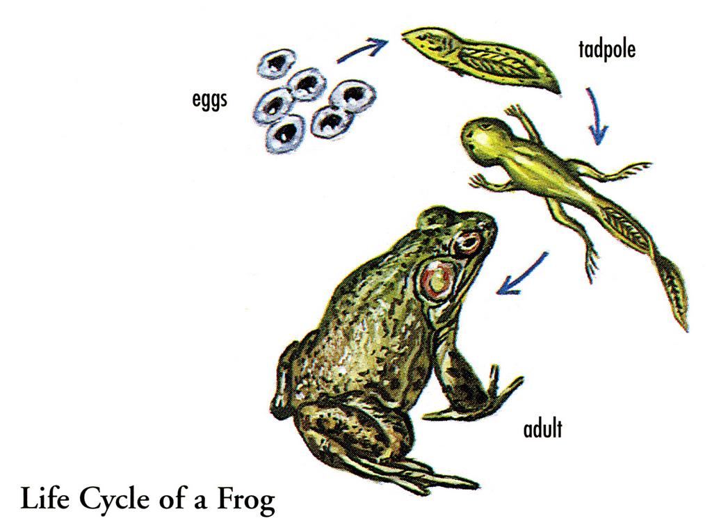frog life cycle illustration