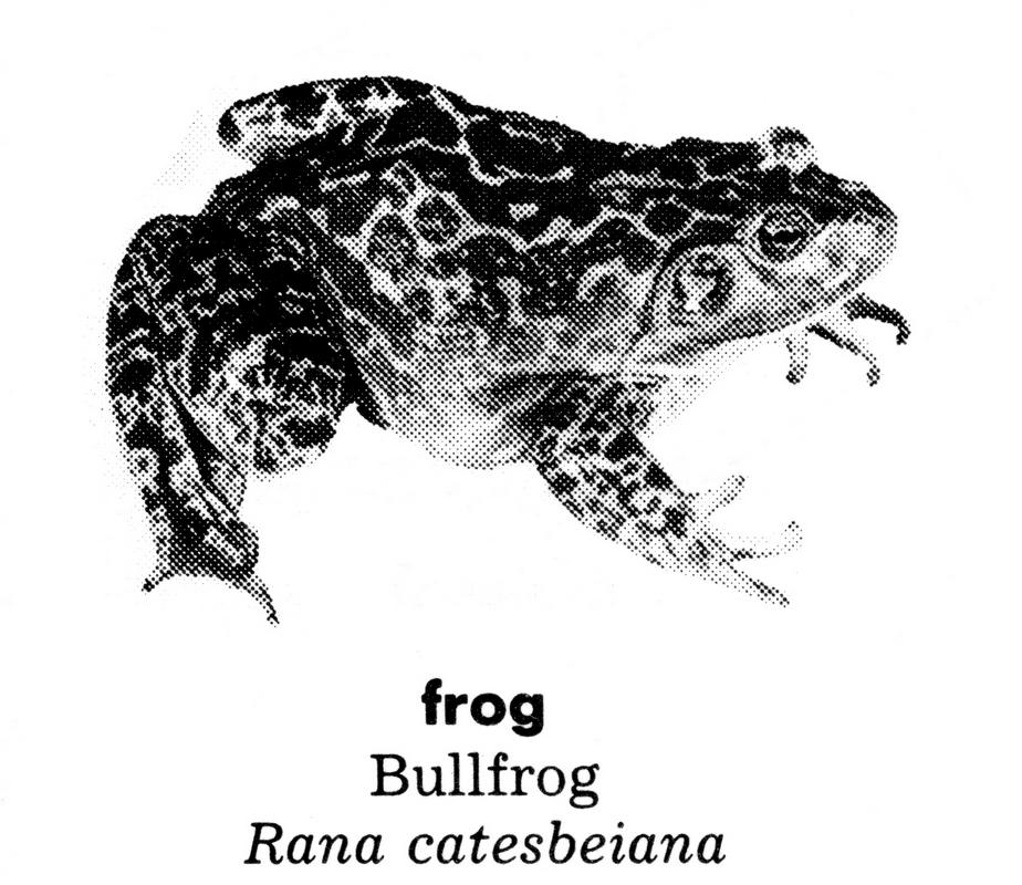 dictionary frog