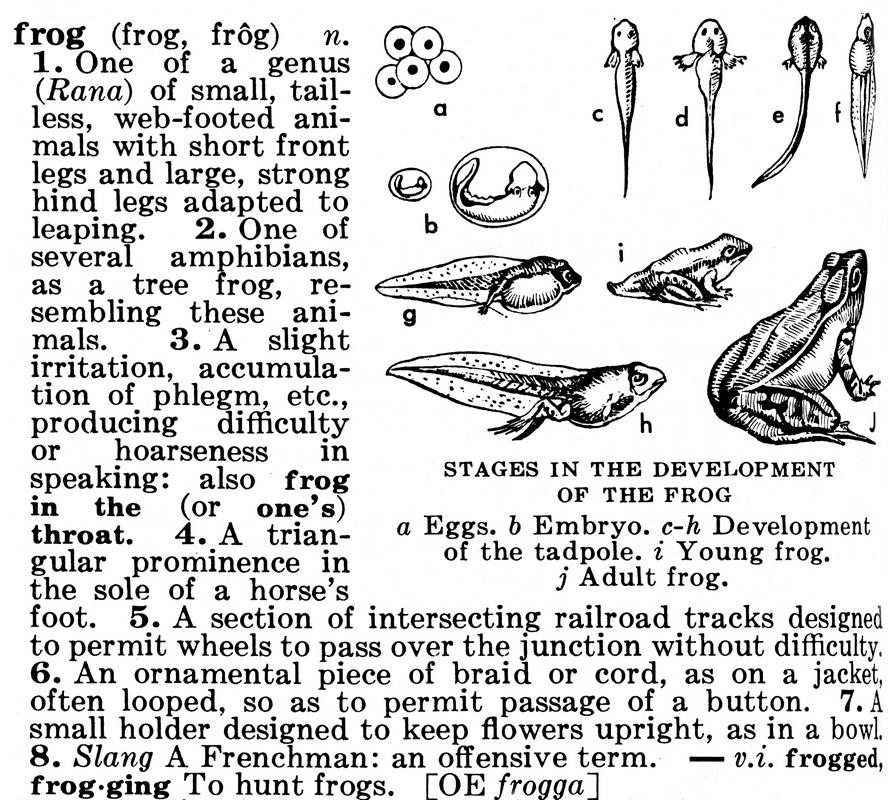 dictionary frog