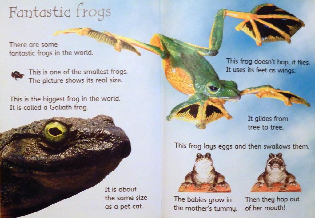 fantastic frogs