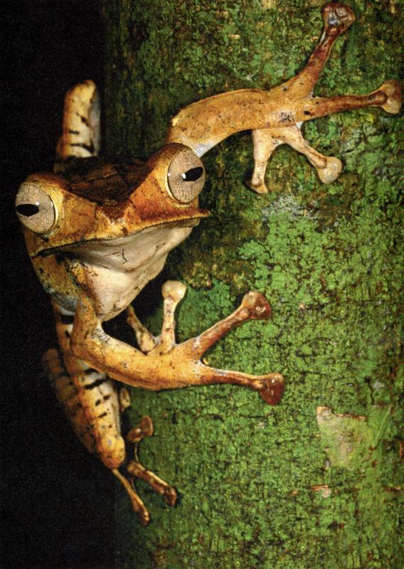 Time Magazine frog