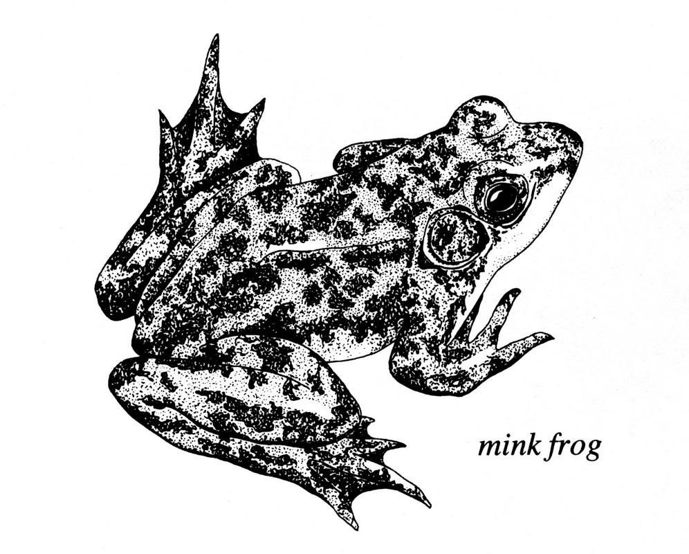 Mink Frog illustration