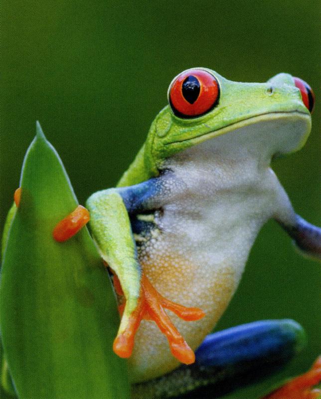 MIT Costa Rica frog