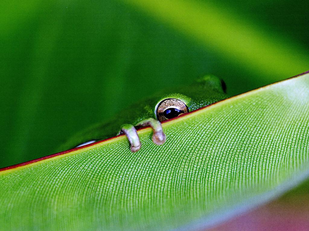 peeking frog