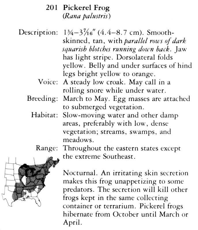 pickerel frog description