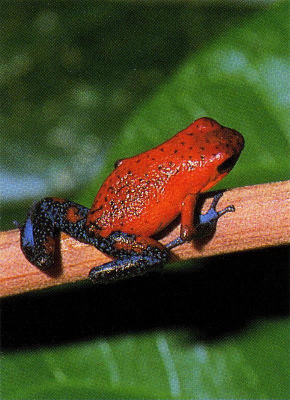 poison-arrow frog