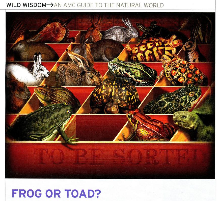 frog or toad article