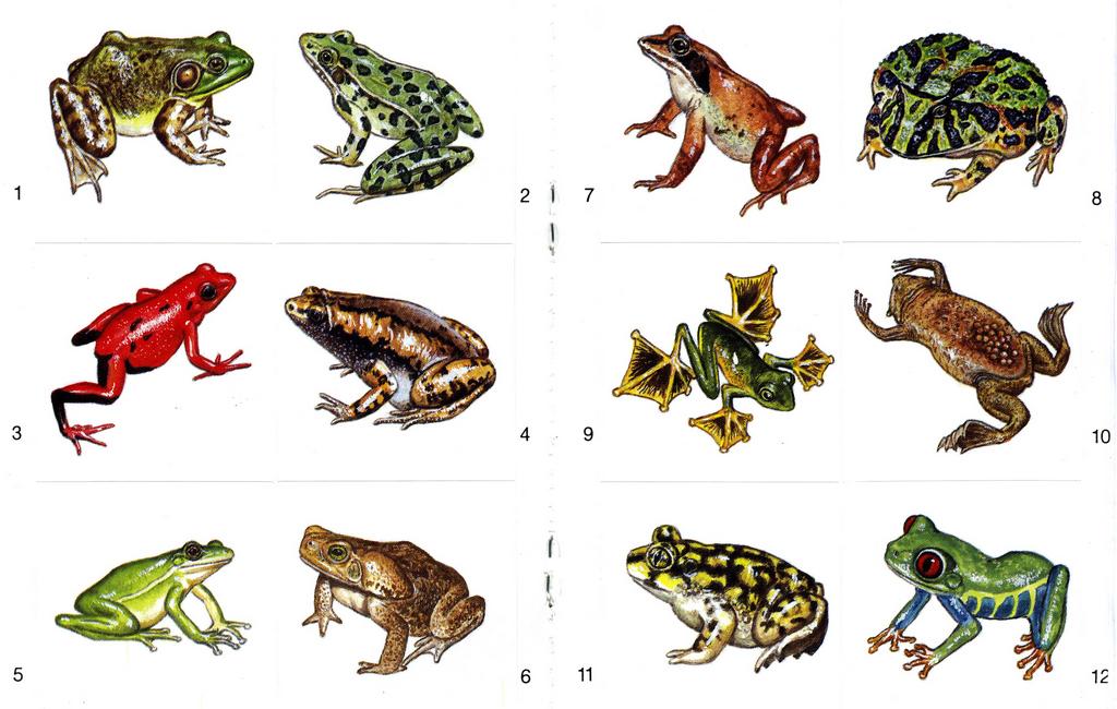 frog stickers