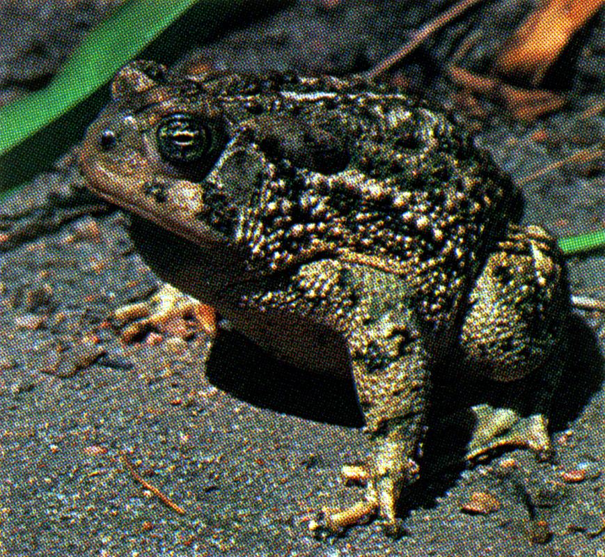 Woodhouse's Toad photo