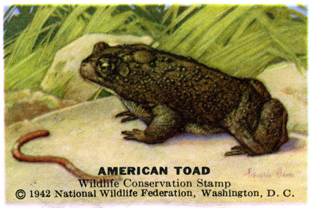 1941 American Toad Stamp