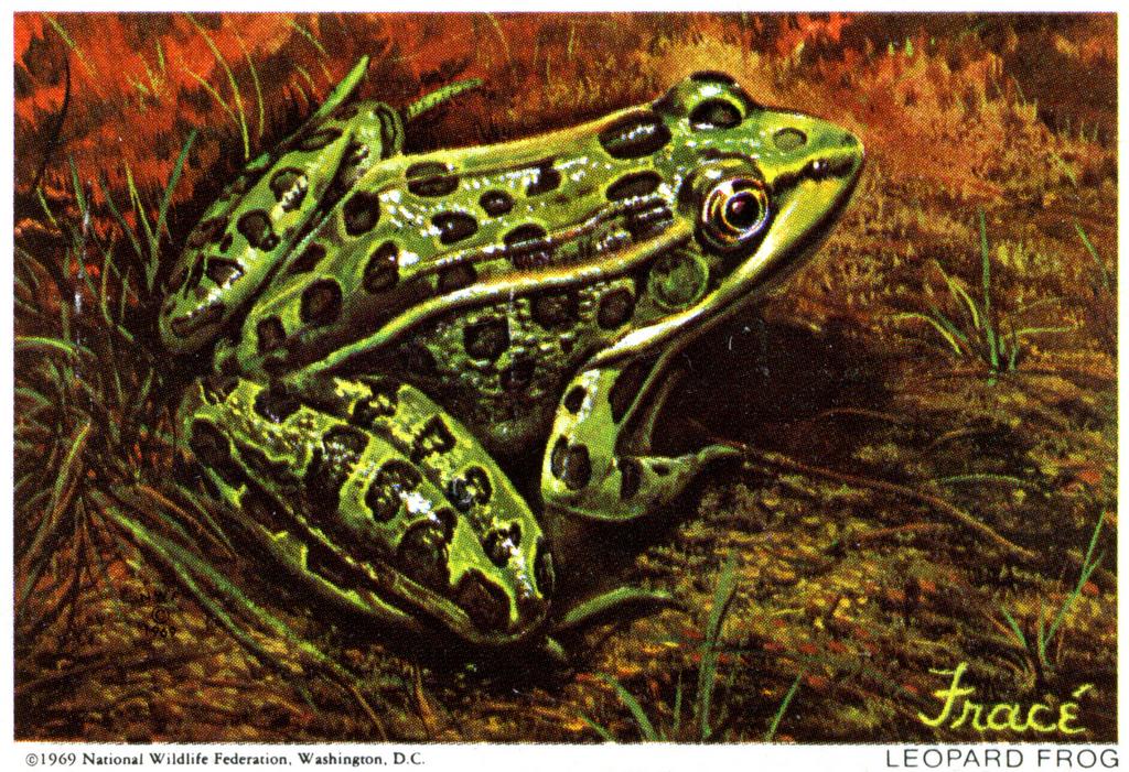 1969 Leopard Frog Stamp