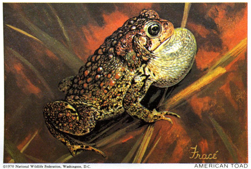 1970 American Toad Stamp