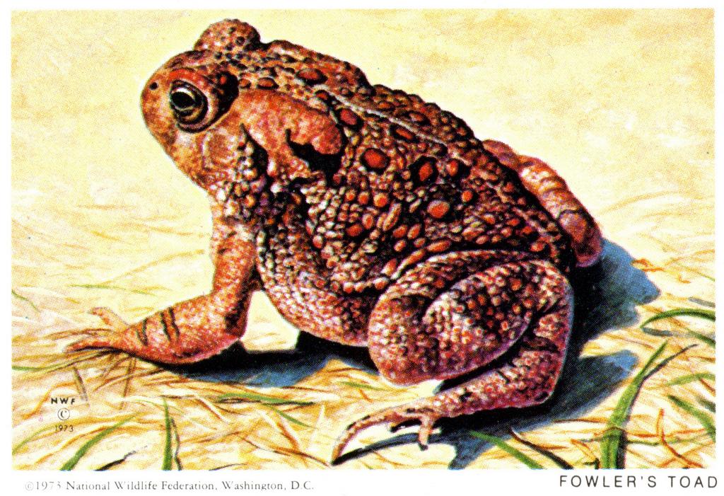 1973 Fowlers Toad Stamp