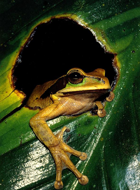frog notecard
