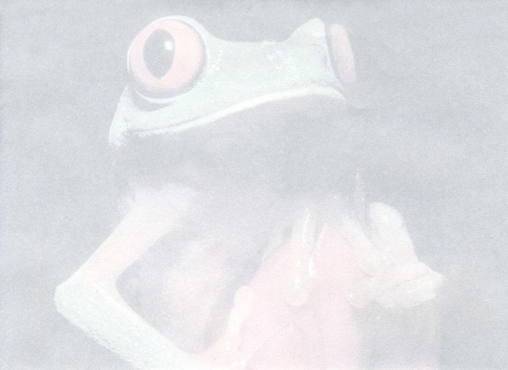 frog-motif stationary