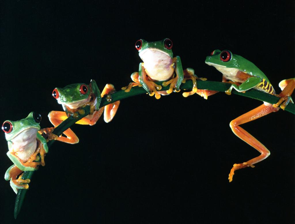 tree-frog notecard