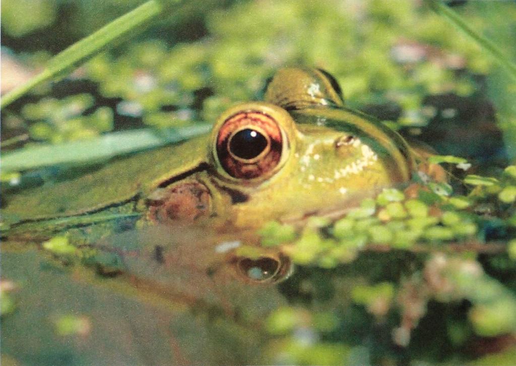 wet frog photo
