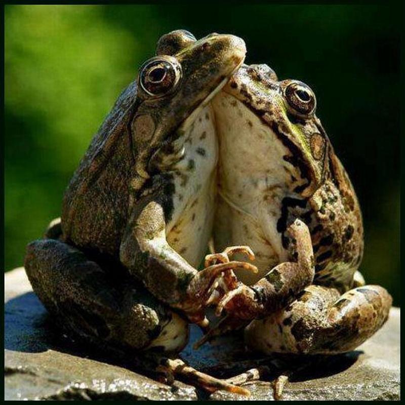 Facebook frog pair