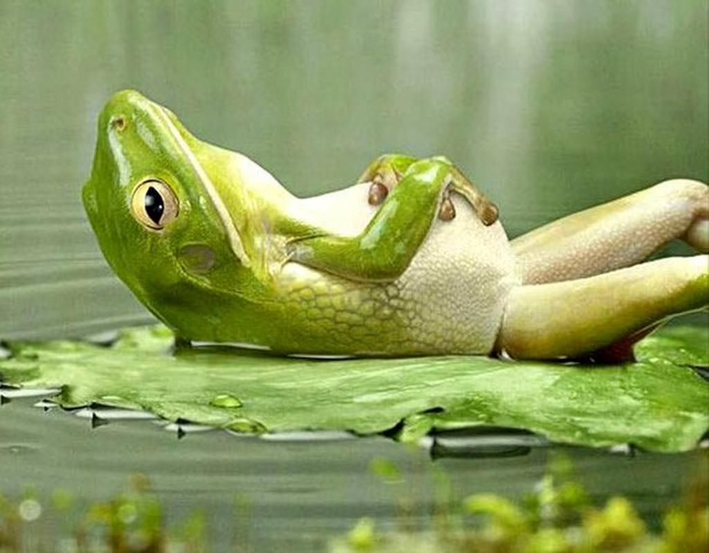 lazy frog